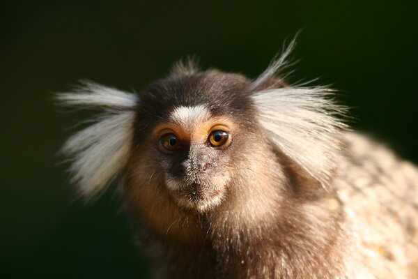 Fehérpamacsos selyemmajom