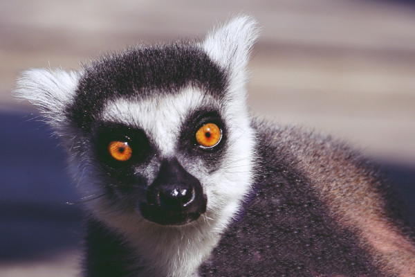 Gyűrűsfarkú majom