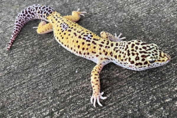 Leopárdgekkó