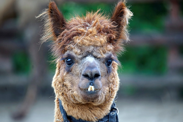 Alpaka