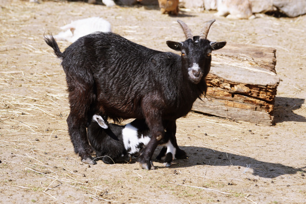 Kameruni törpe kecske