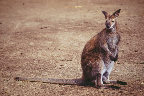 Kenguru